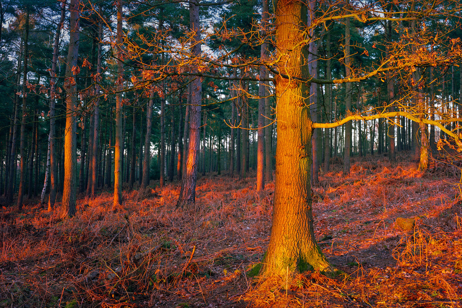 A forest in Crimple Valley, Harrogate, is bathed in the warm glow of sunset. Tall pine trees stand in the background, while the orange light catches on the textured bark of a foreground tree and the forest floor's bracken.