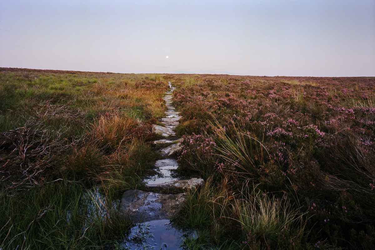 Moorland pathway lined with flagstones meandering through a heather-covered moorland in North Yorkshire. The purple heather is in bloom, and the sky above is dimming, suggesting dusk, with a soft glow from the setting sun. A pale moon is visible in the sky. The ground on either side of the path is lush with grass and wet in places, reflecting the tranquil, natural setting. a river running through a grassy field