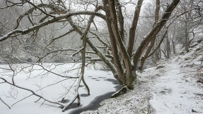 a tree covered in snow. tree outdoor snow winter nature plant landscape