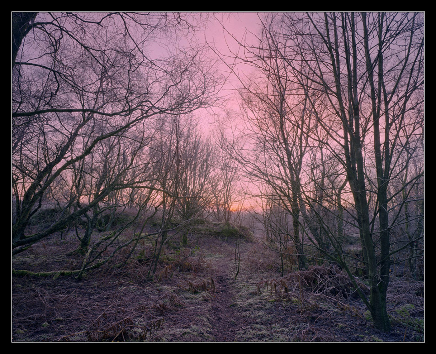 Woodland dawn