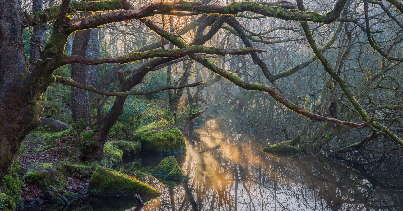 Ancient Woodlands