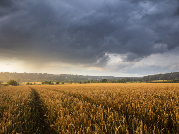 The Crimple Valley A vast wheat field, ripe and golden-brown, stretches under a dramatic sky over the Crimple Valley. A pathway cuts through the centre, leading towards distant hills dotted with trees. The sky is a mix of dark storm clouds and brighter patches where sunlight breaks through, highlighting the wheat's rich colour and creating a scene of imminent weather change, contrasting the tranquillity of the rural landscape.