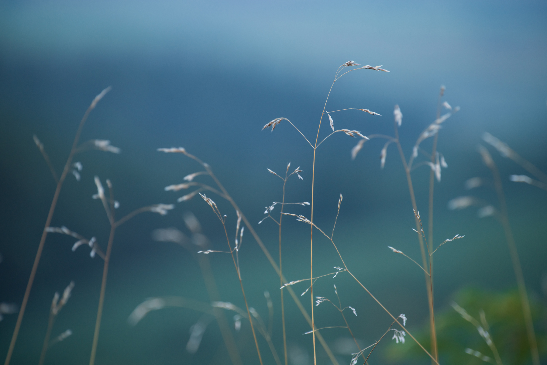 nature plant sky
