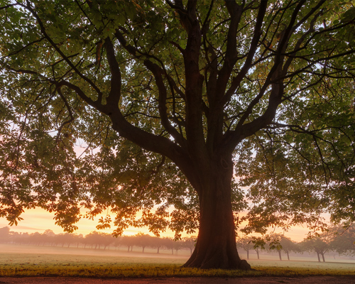 Harrogate Landscapes: A majestic tree dominates the foreground on the Stray in Harrogate, its thick trunk and sprawling branches silhouetted against a misty sunrise. The golden light of dawn diffuses through a hazy sky, casting a warm glow over the dewy grass. In the distance, rows of trees emerge from the soft fog, creating a layered landscape bathed in the early morning light. a tree with many branches and leaves