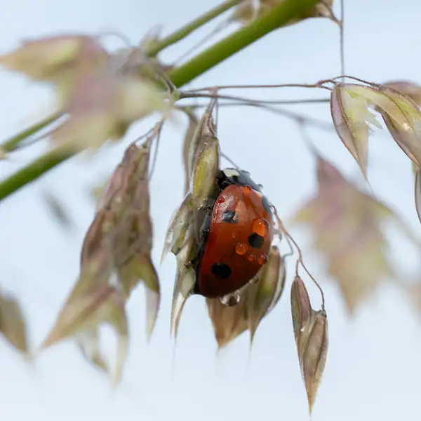 Early morning insects