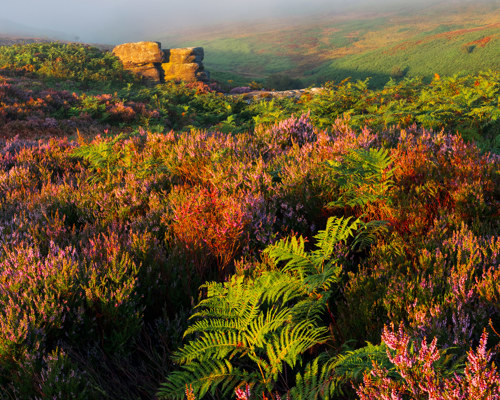 Moorland Landscapes:  a landscape with trees and plants