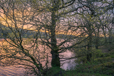 Golden Spring Dawn