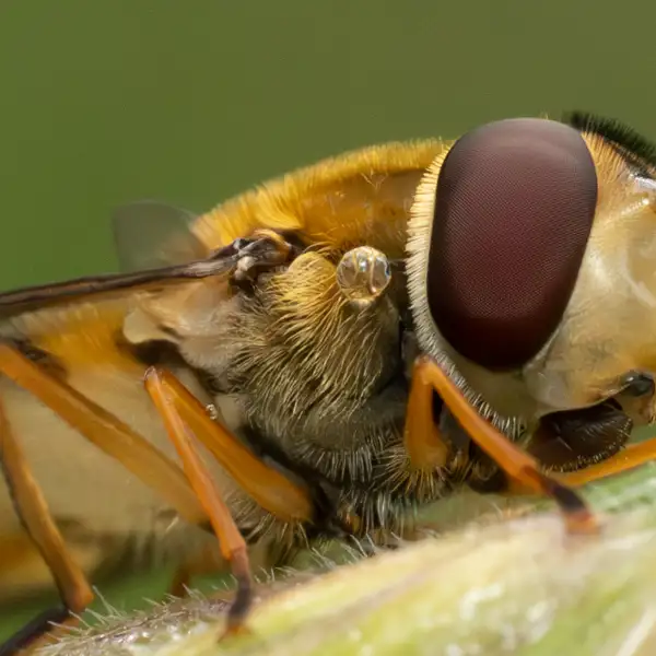 Early morning insects