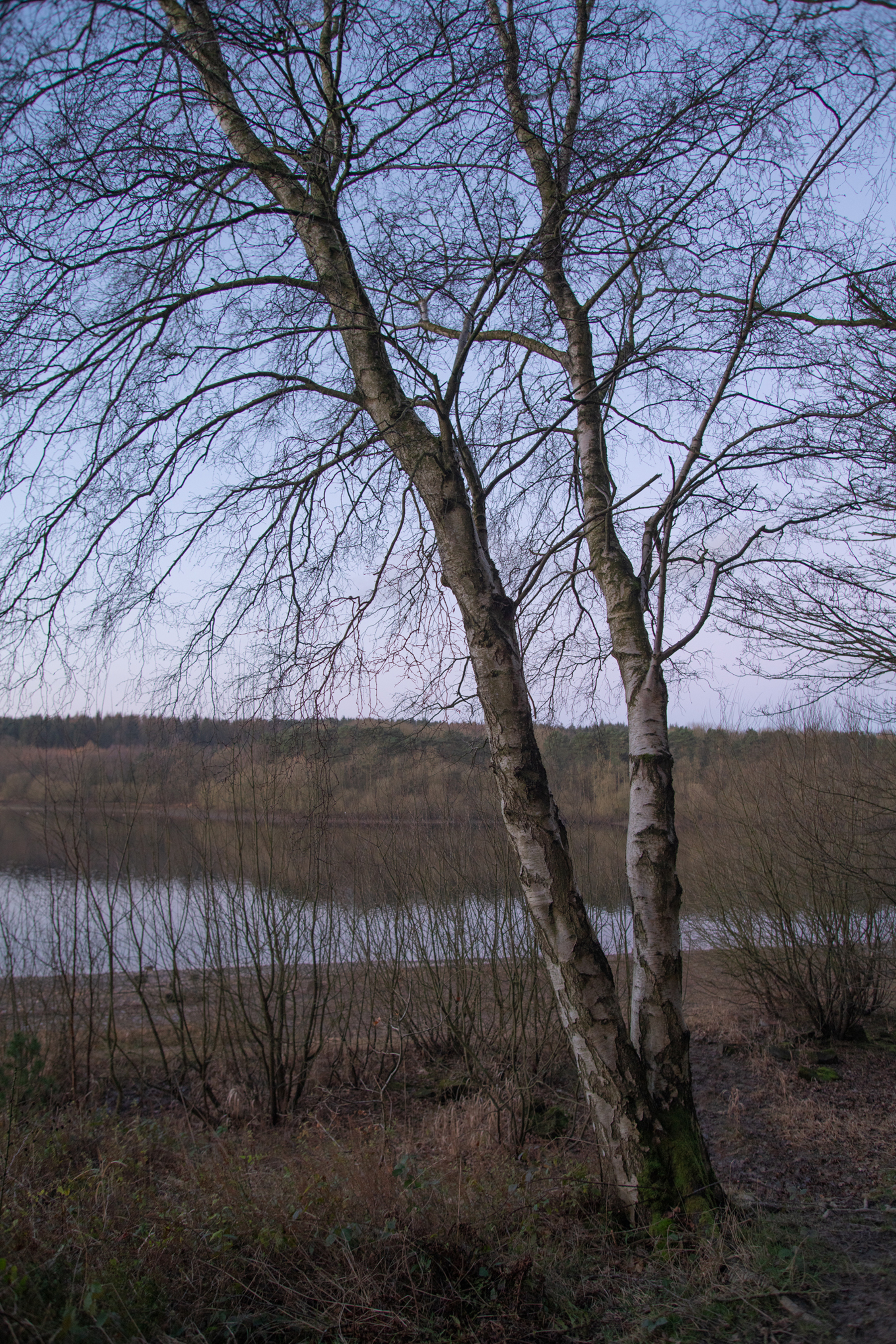 a large tree in a field. tree outdoor grass sky nature lake water landscape standing field plant forest distance land