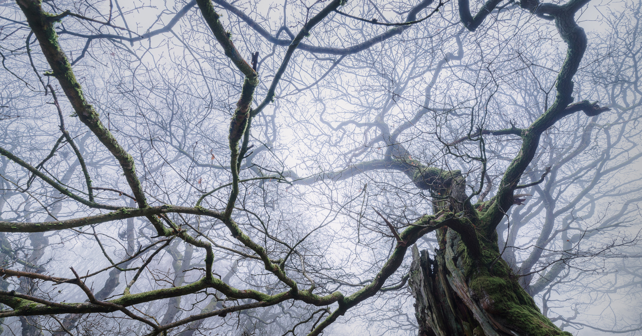 Ancient Woodland