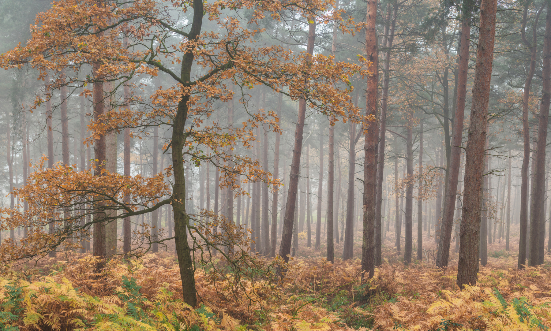 a tree in a forest. tree outdoor grass fog fall nature plant deciduous landscape maple autumn leaf forest wooded lush day