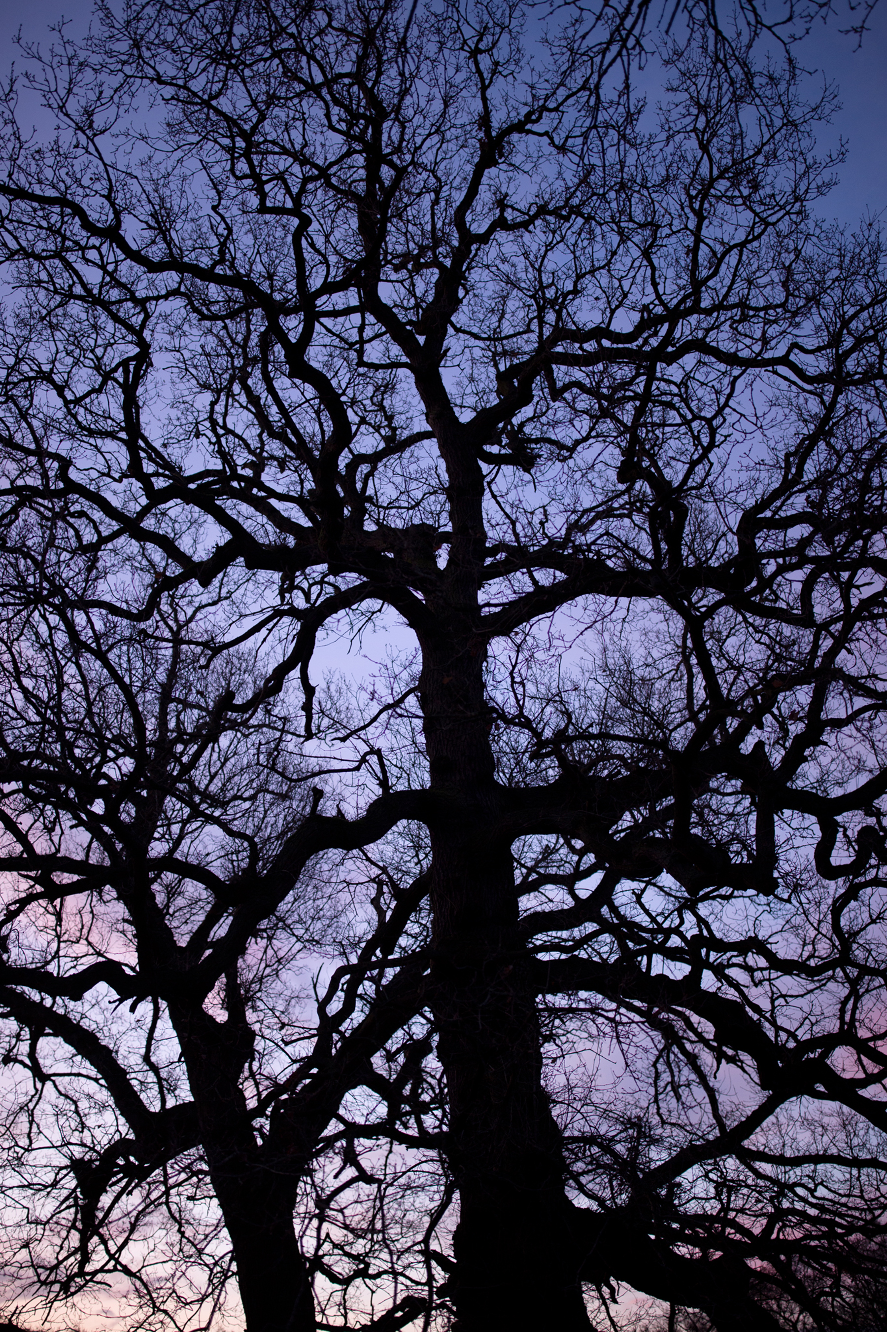 a large tree. tree outdoor sky plant branch oak nature tall silhouette day distance