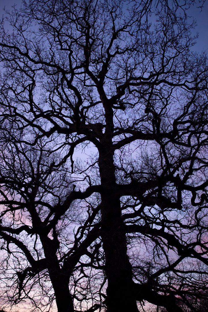 a large tree. tree outdoor sky plant branch oak nature tall silhouette day distance