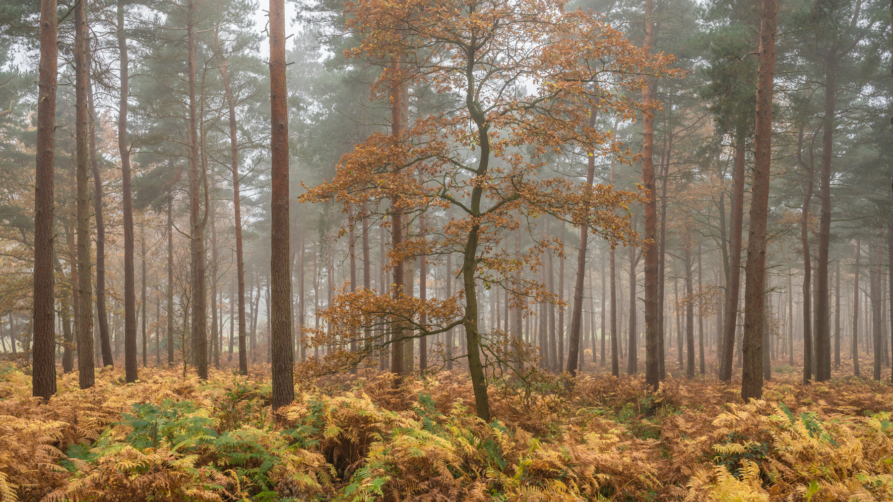 a tree in a forest. tree grass outdoor fog nature landscape plant fall deciduous forest sky maple autumn woodland area wooded