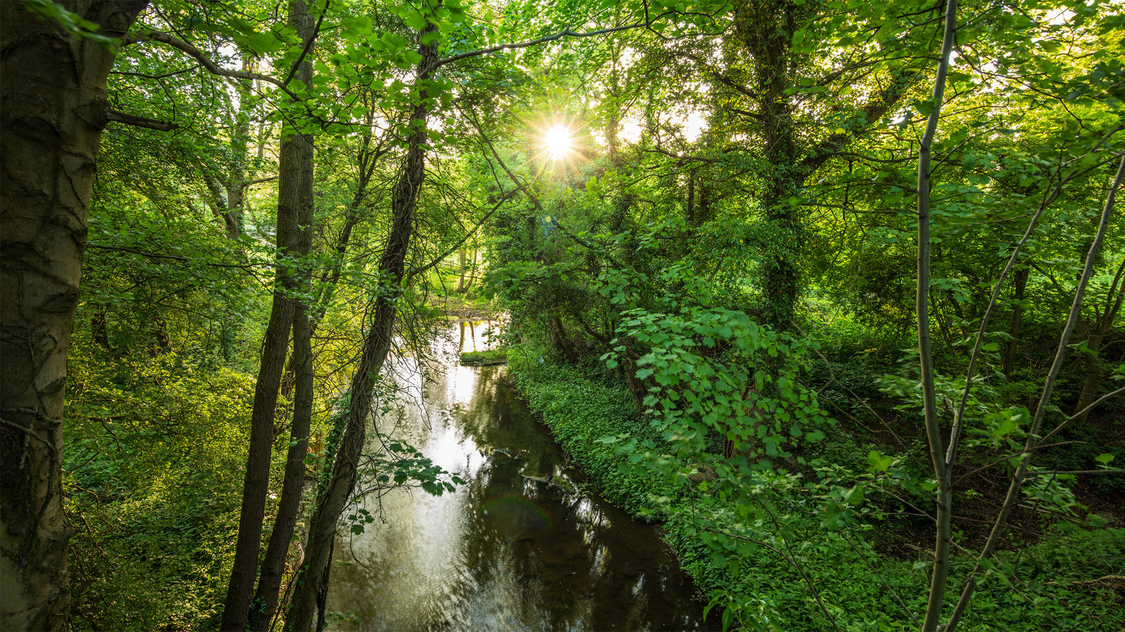 In Harrogate's Crimple Valley, sunlight pierces through lush green foliage, casting dappled reflections on a tranquil Crimple Beck. The vibrant greenery envelops the water, creating a serene woodland scene.