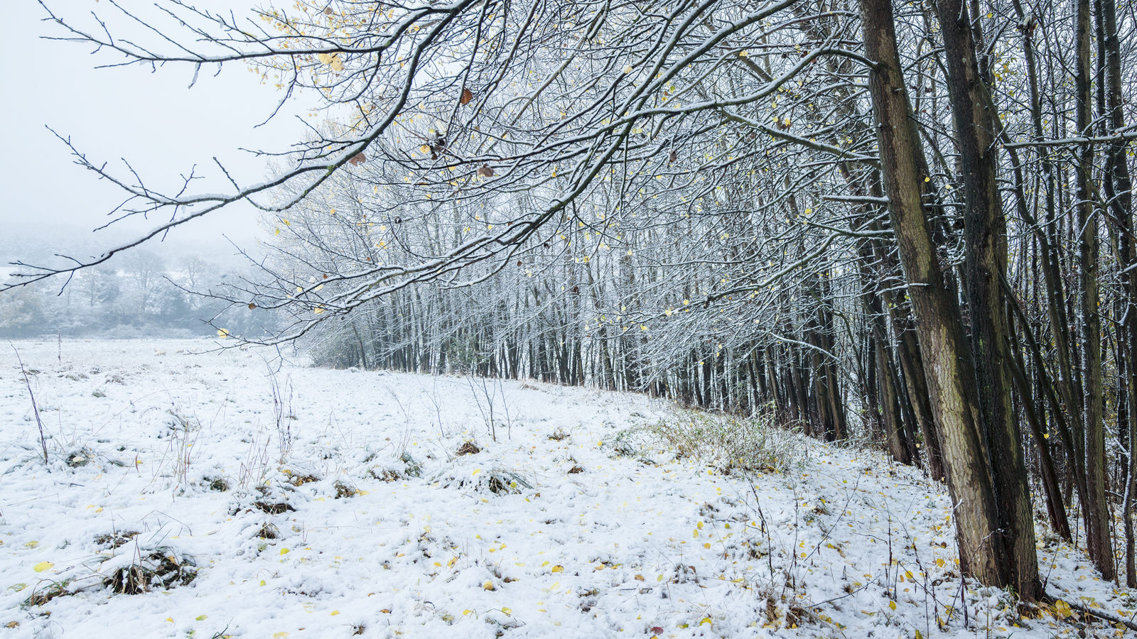 A wintry scene from Crimple Valley in Harrogate, where a fresh layer of snow clings to the ground and the bare branches of a line of trees. A few yellow leaves hang on, adding a subtle contrast to the white and grey hues.