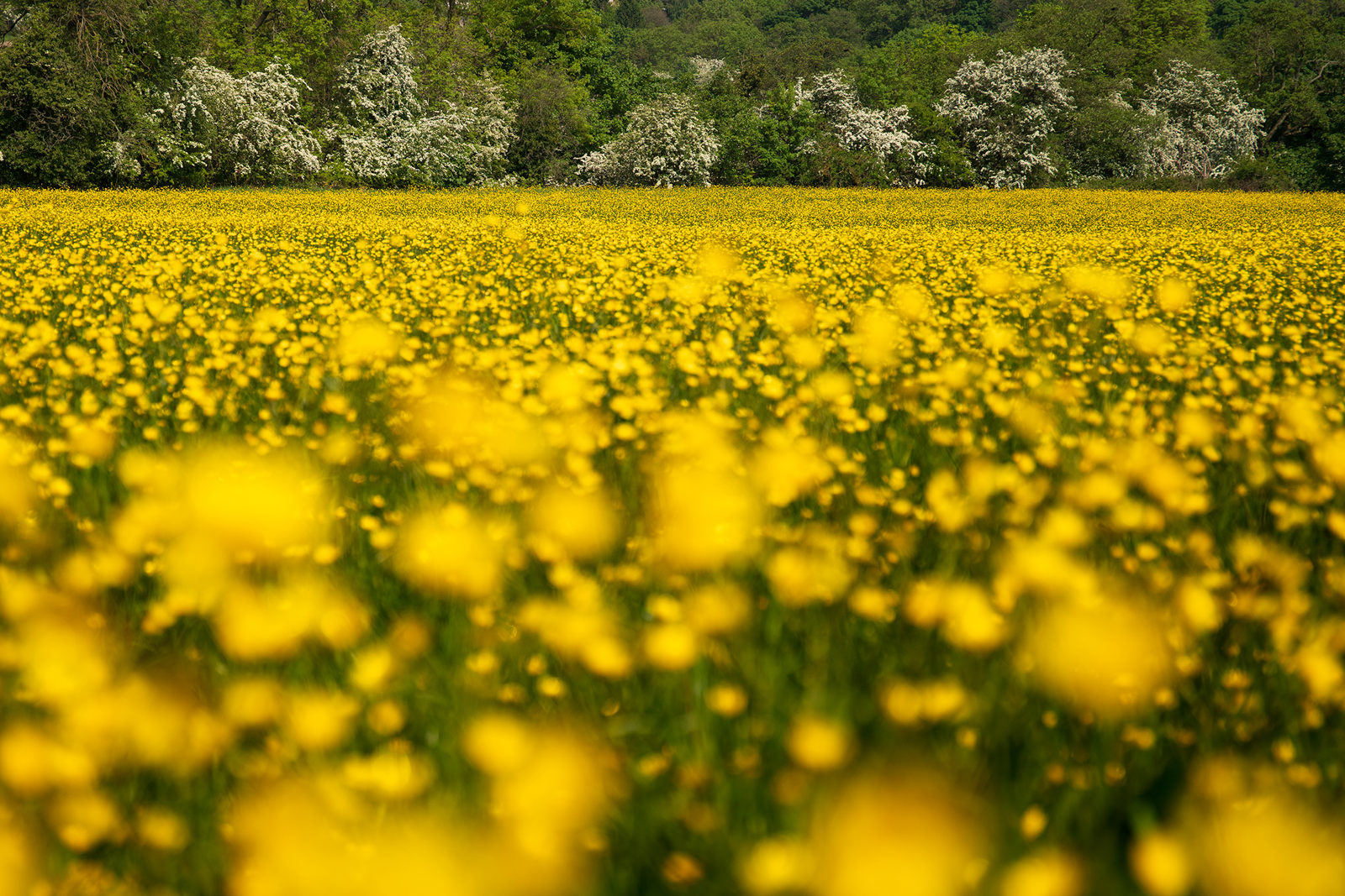 A vibrant field of buttercups blankets Crimple Valley in Harrogate, creating a sea of yellow. In the background, a line of trees in full white blossom contrasts with the flowers, under a soft blue sky.