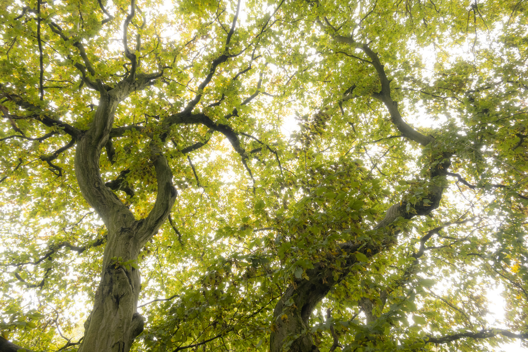 a close up of a tree. tree plant outdoor willow sky leaf autumn oak shade