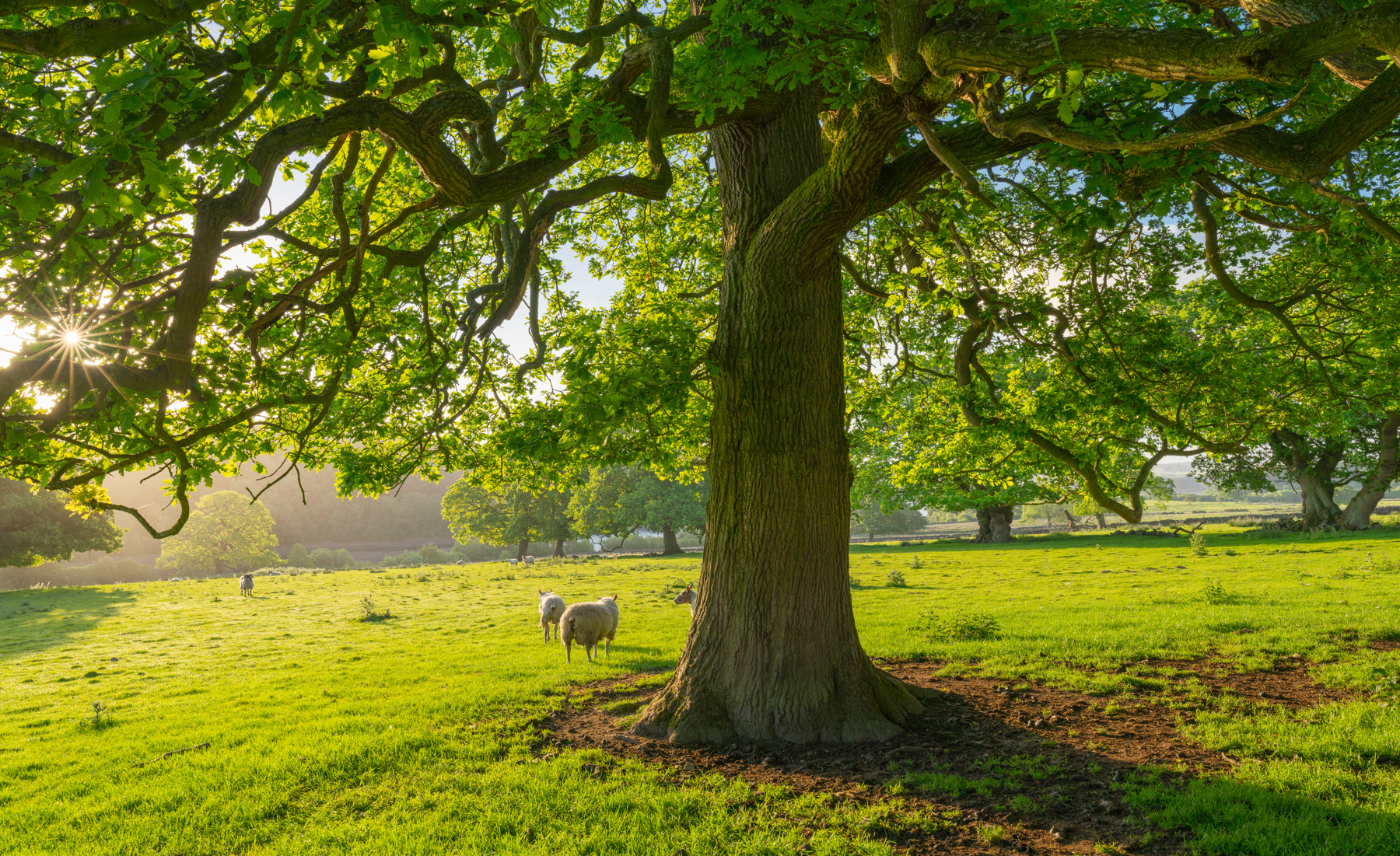 a tree in the middle of a lush green field. grass tree outdoor plant autumn animal field green landscape park