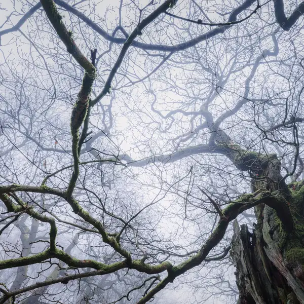 Ancient Oak Tree