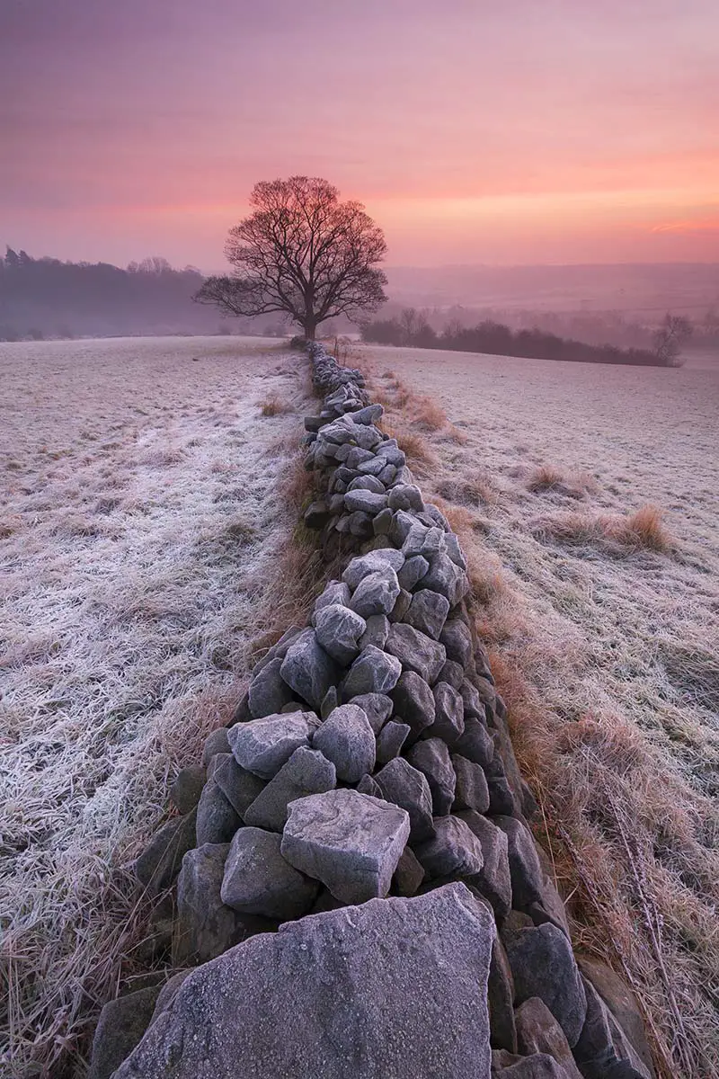 a close up of a desert field. outdoor sky landscape nature sunrise winter tree field snow cold morning fog rock