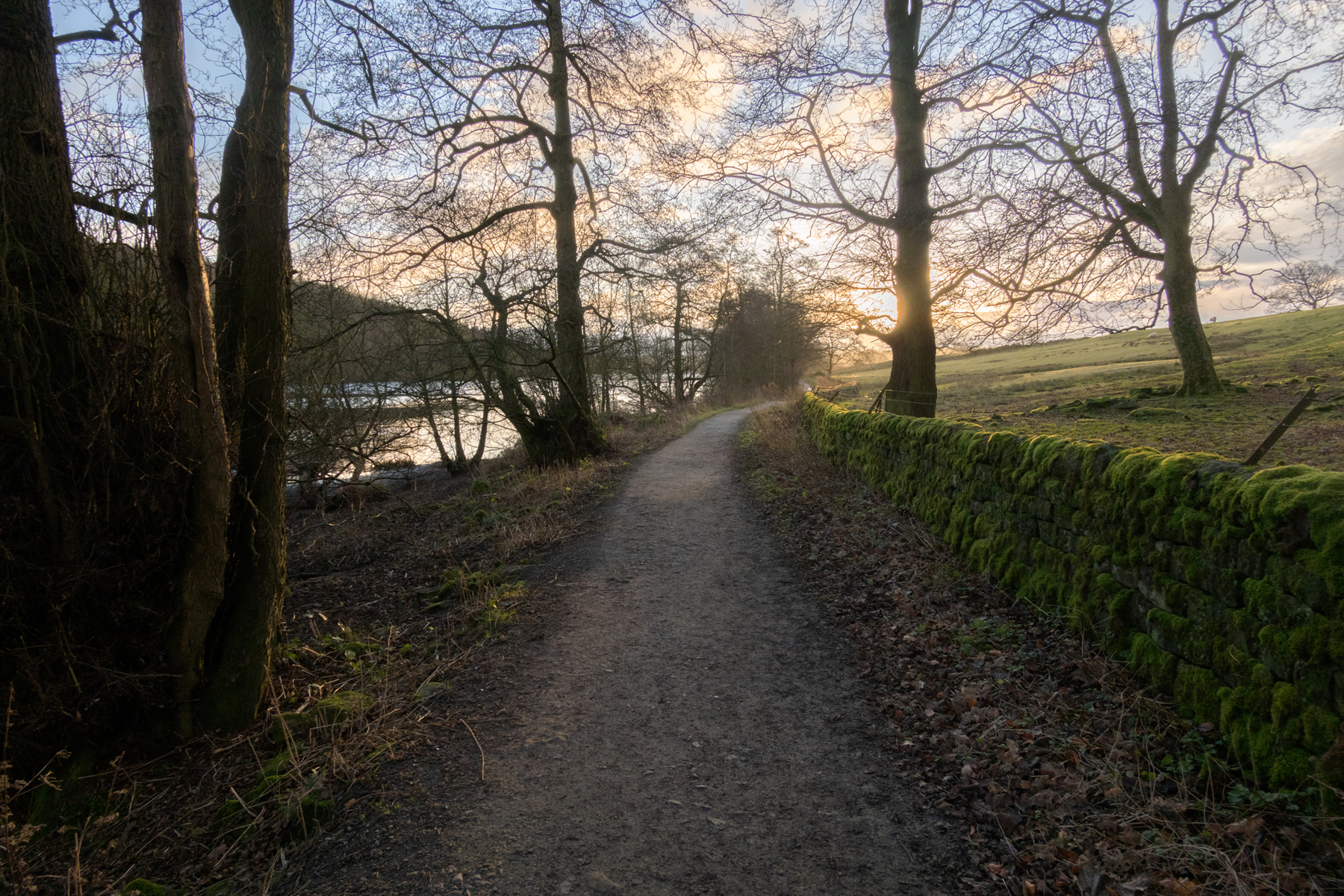 a path with grass and trees. tree grass outdoor sky autumn plant landscape path nature park