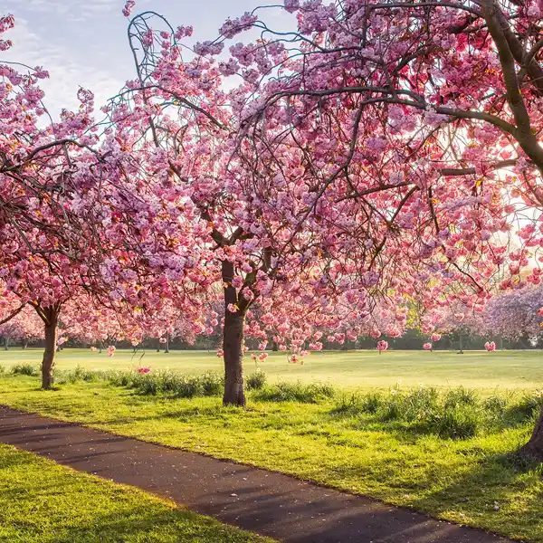 Harrogate Stray Cherry Blossom