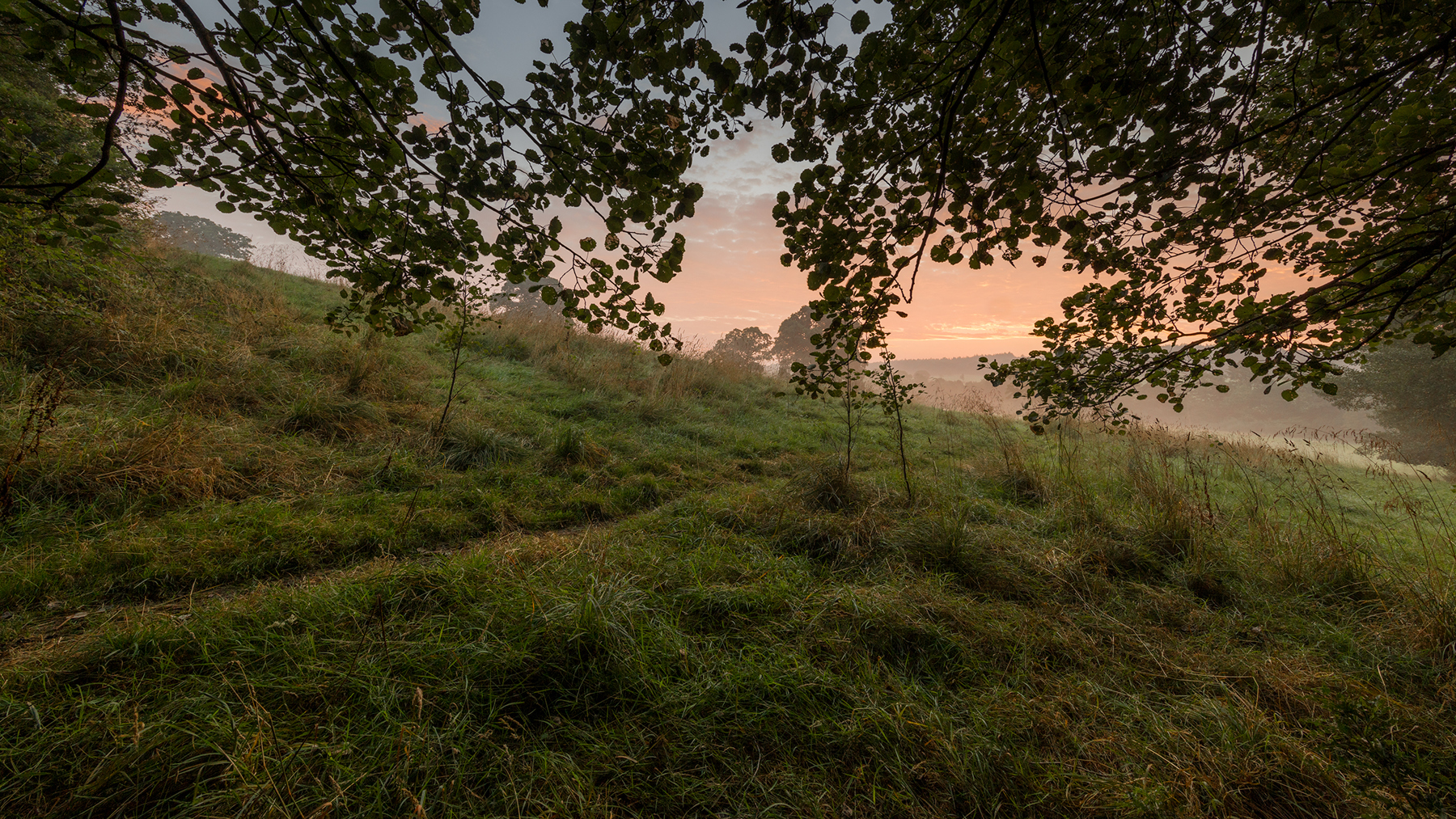 a tree on a grassy hill. grass outdoor tree landscape nature sky cloud hill grassy plant sunrise