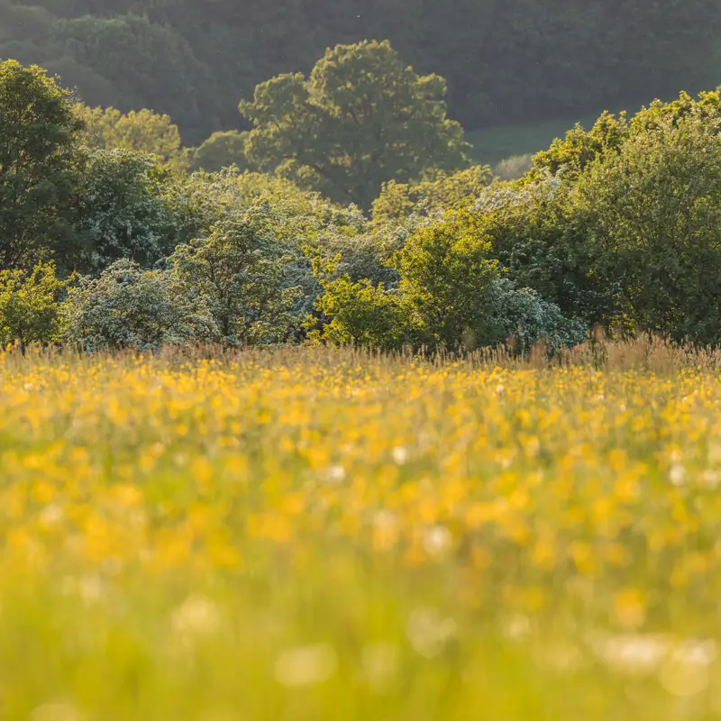 Buttercup fields in the Crimple Valley. a yellow flower in a field. grass outdoor field yellow flower plant tree flora