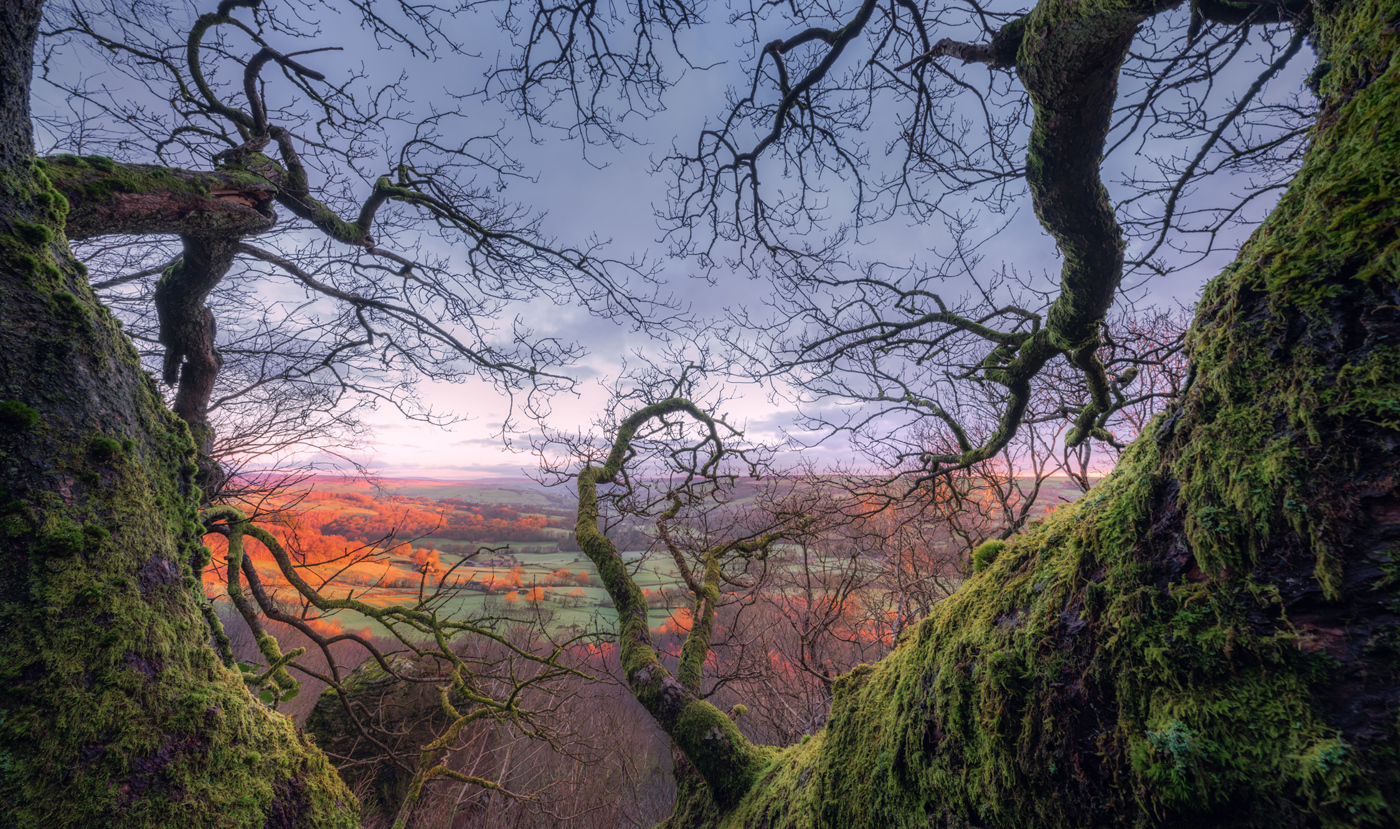 An ancient, gnarly tree cloaked in vibrant green moss. Branches create a natural frame, revealing rolling fields suffused with the warm glow of sunrise, painting the sky in soft pastels.