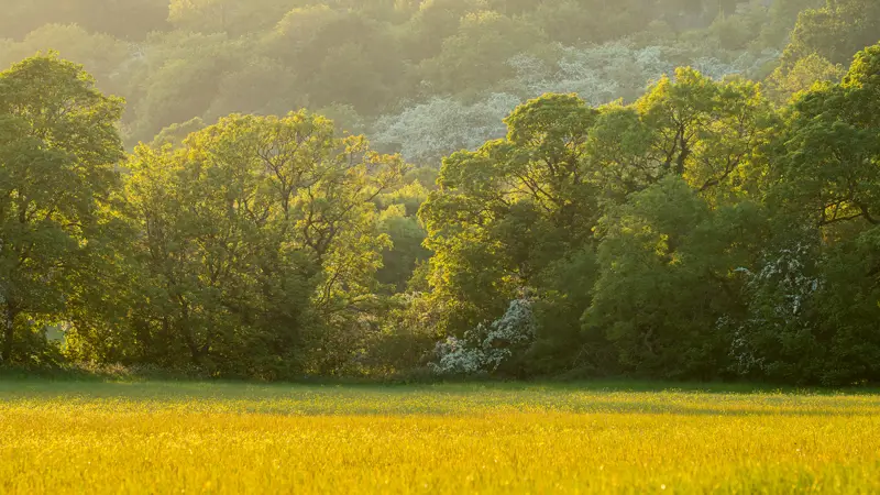 Summer fields in the Crimple Valley. a yellow flower in a field. tree grass outdoor flower yellow field landscape autumn nature spring flora plant