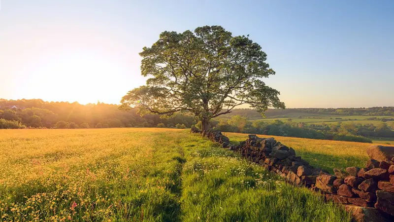 a herd of sheep standing on top of a lush green field. grass sky outdoor landscape field tree plant autumn nature countryside green grassy cloud lush