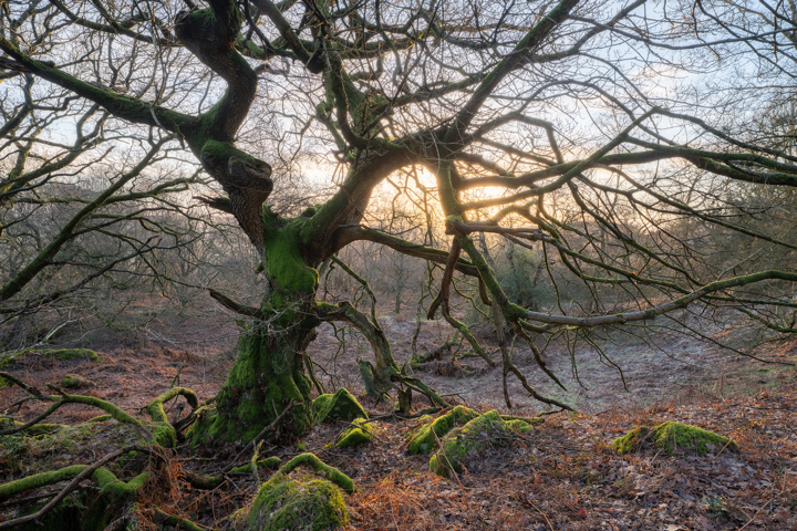 a tree with moss growing on it. outdoor plant landscape fog twig forest winter deciduous trunk tree natural landscape woodland nature wood branch