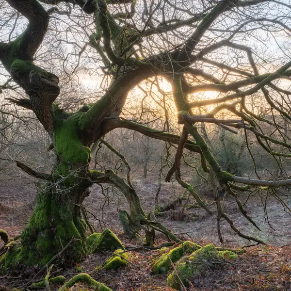 Woodland Frost