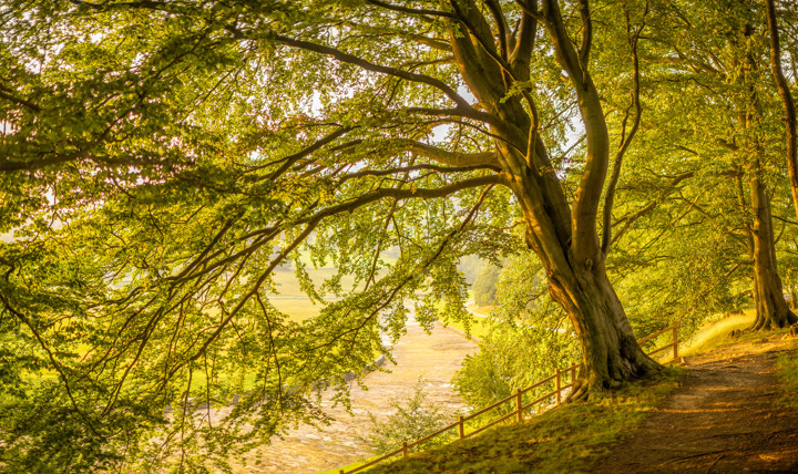 a tree in a forest. tree outdoor plant autumn grass sky leaf landscape willow nature park fall deciduous