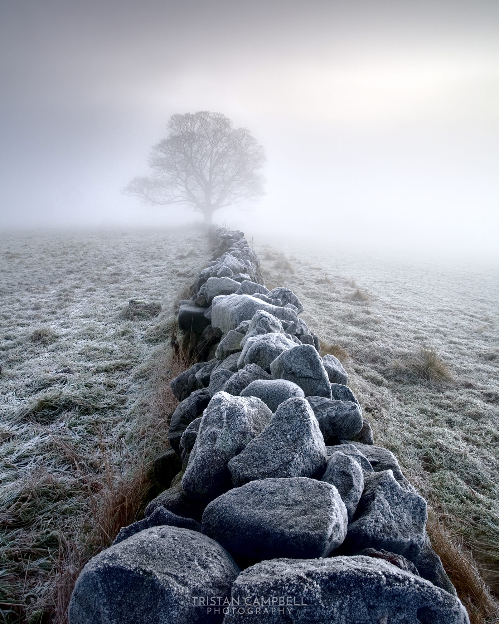A frosty morning in Crimple Valley, Harrogate: a traditional dry stone wall, edged with frost, leads the eye towards a solitary tree. The scene is shrouded in mist, with the soft light of dawn creating a mystical atmosphere.