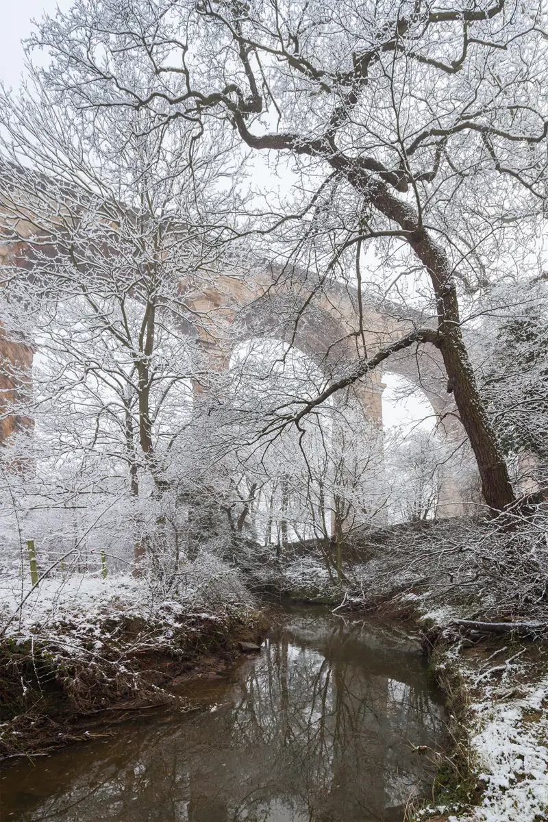 The river Crimple runing towards the Crimple Viaduct with large tree in the foreground. a tree with snow on the ground. tree outdoor snow winter landscape fog nature cold sky