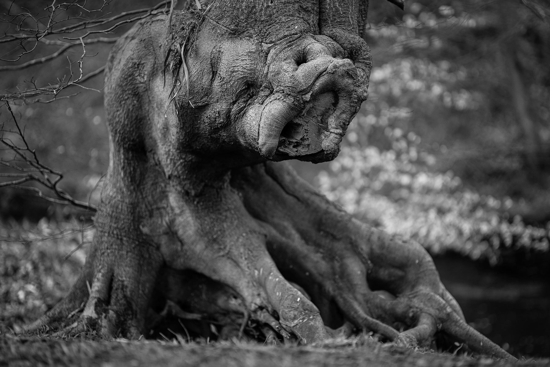a close up of an animal. outdoor statue sculpture animal black and white monochrome lion