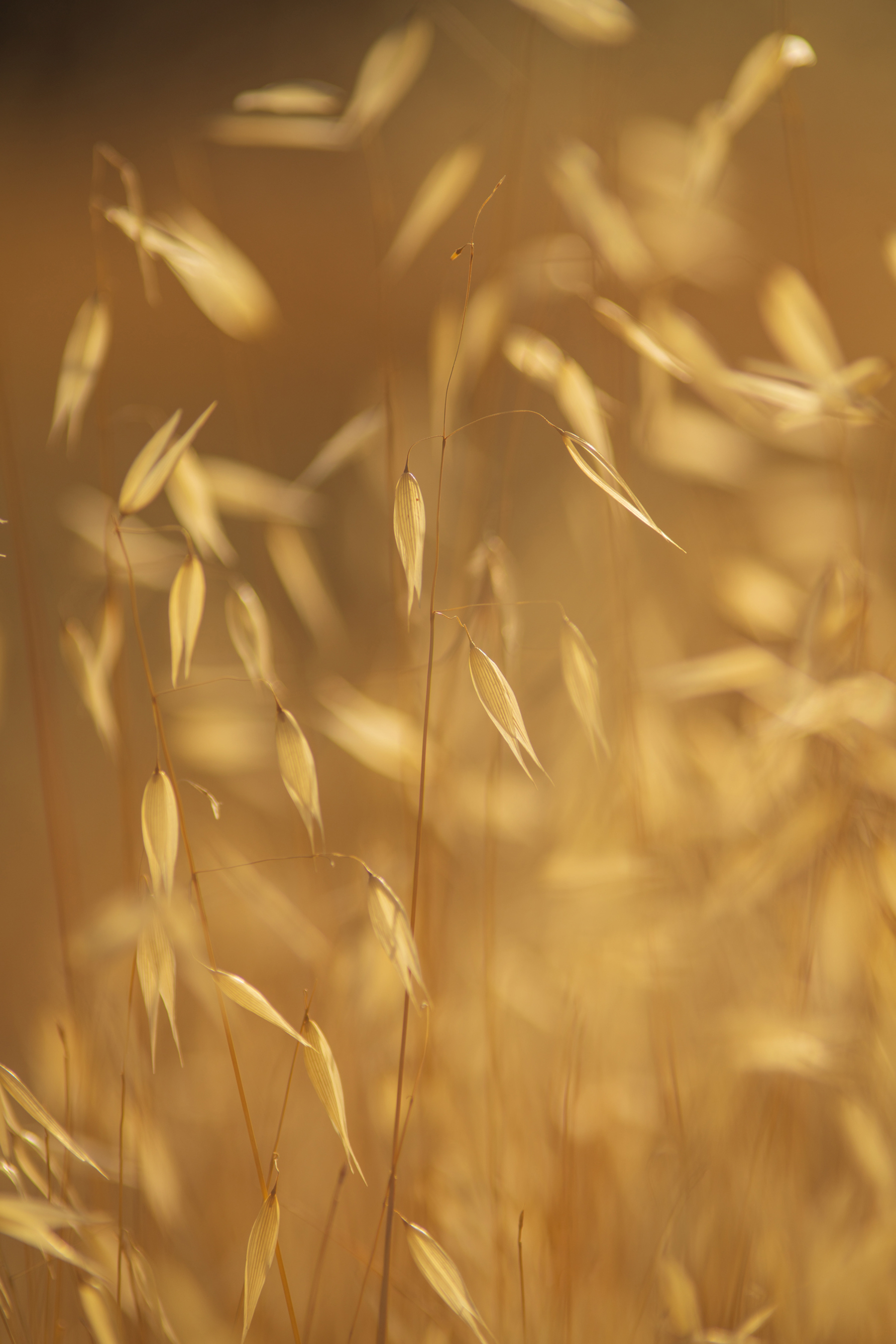 a close up of some grass. cereal gold food grain hordeum triticale emmer wheat durum closeup dinkel wheat rye malt barley einkorn wheat phragmites plant nature grain cereal germ