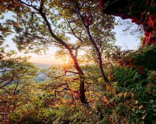 A Journey Through Ancient Woodland: A serene sunrise peers through the dense foliage of North Yorkshire's woods. Lush green leaves dapple the warm glow as it blankets the landscape. The contours of distant hills silhouette against the soft sky on the horizon. The scene is a tranquil intersection of day's beginning and nature's quiet. a forest with trees and plants