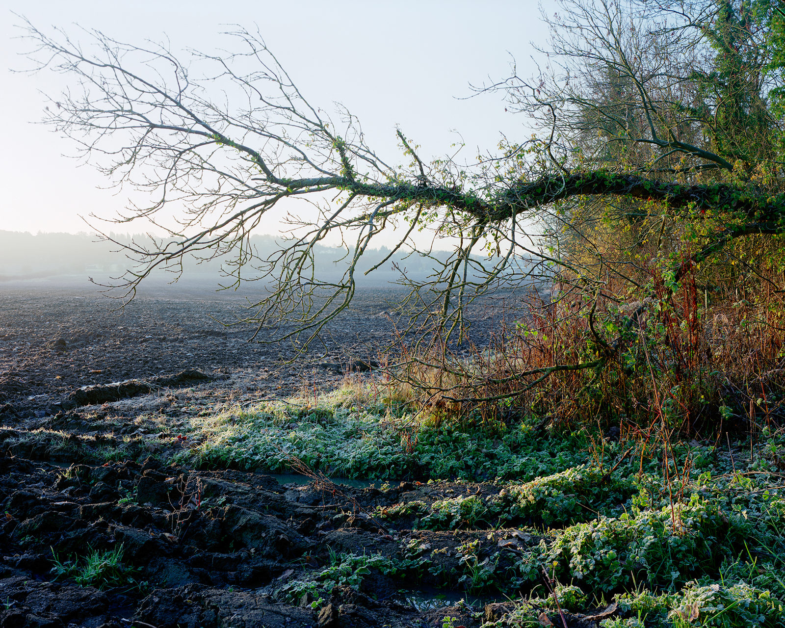 A fallen tree stretches across a ploughed field in Crimple Valley, Harrogate. The early morning light dusts the scene with a frosty glow, casting long shadows and illuminating the vibrant green of the ivy climbing the tree's branches.