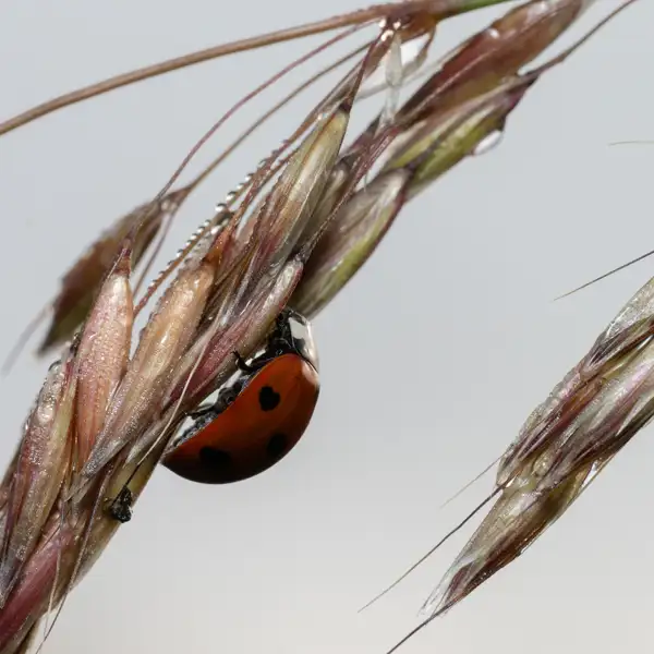 Early morning insects