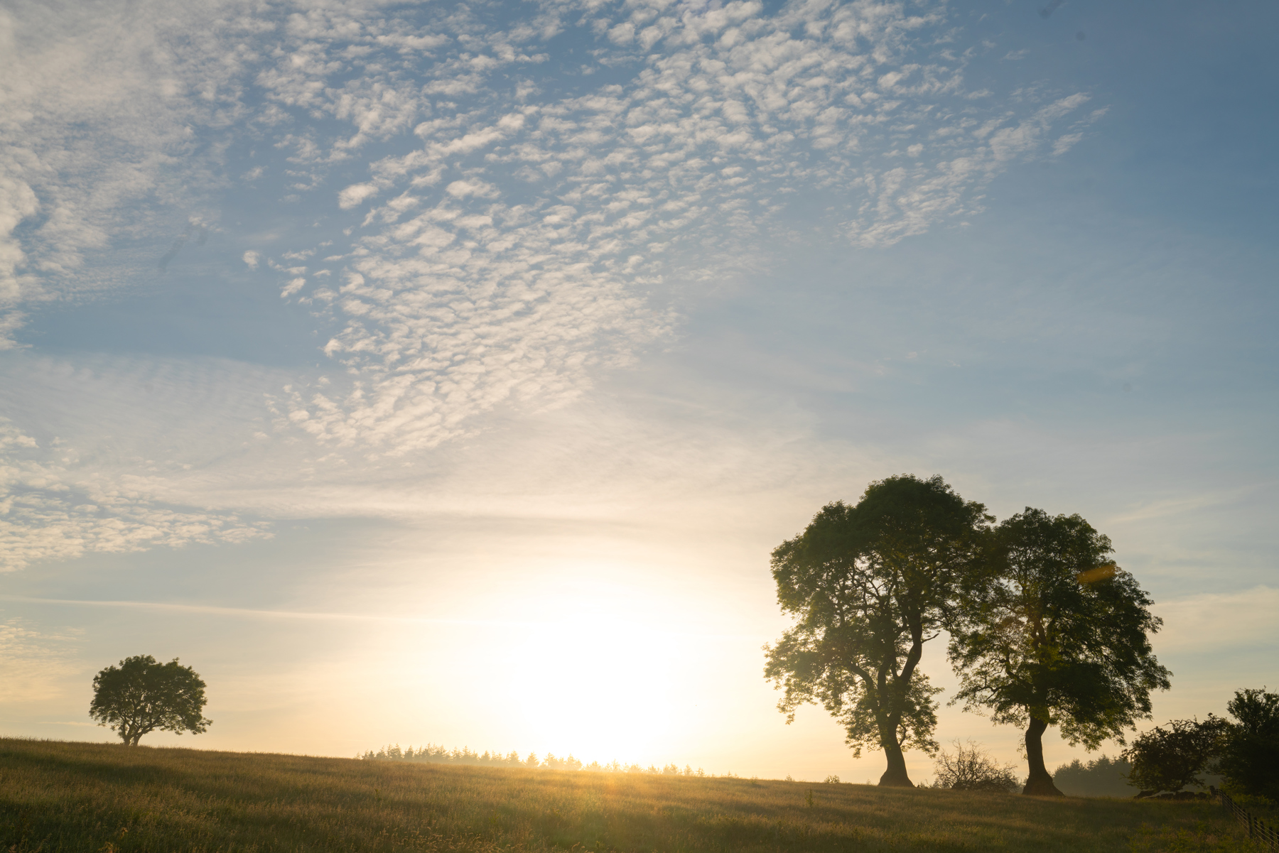 a sunset over a body of water. outdoor sky cloud grass tree nature landscape sunrise sun