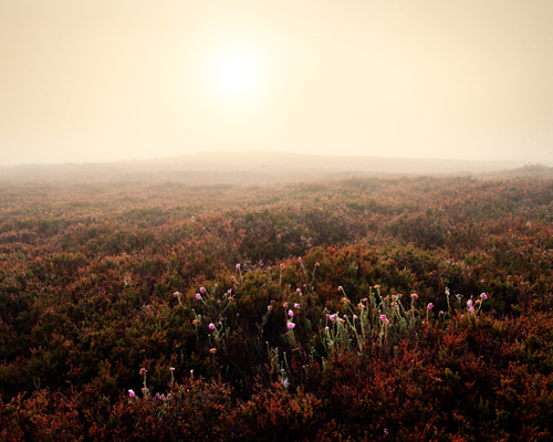 Moorland Landscapes:  a group of people walking through a field of flowers