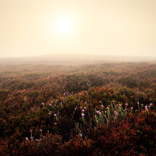 Moorland at dawn: 