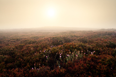 Moorland at dawn