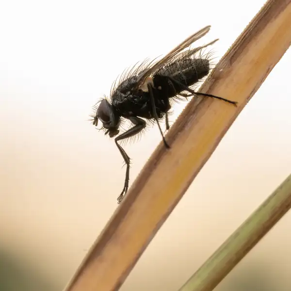 Early morning insects