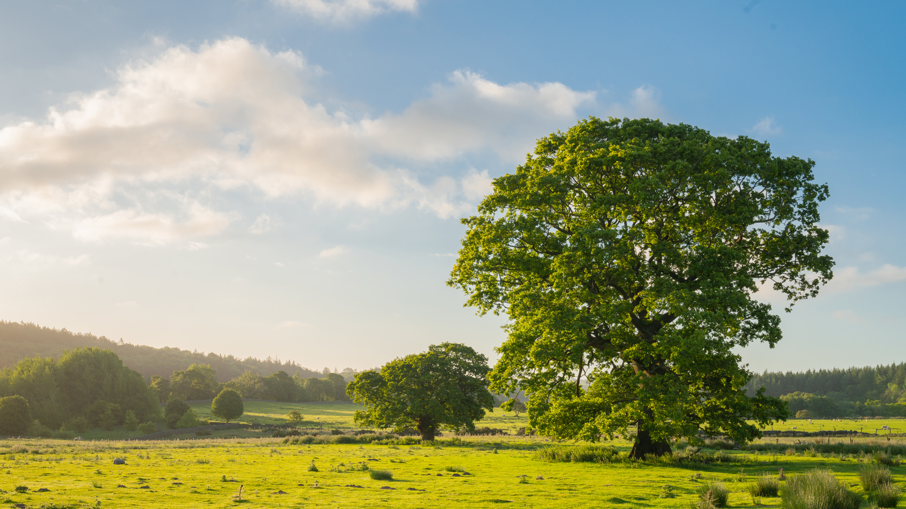 a large body of water with grass and trees. outdoor sky tree landscape nature grass cloud lake