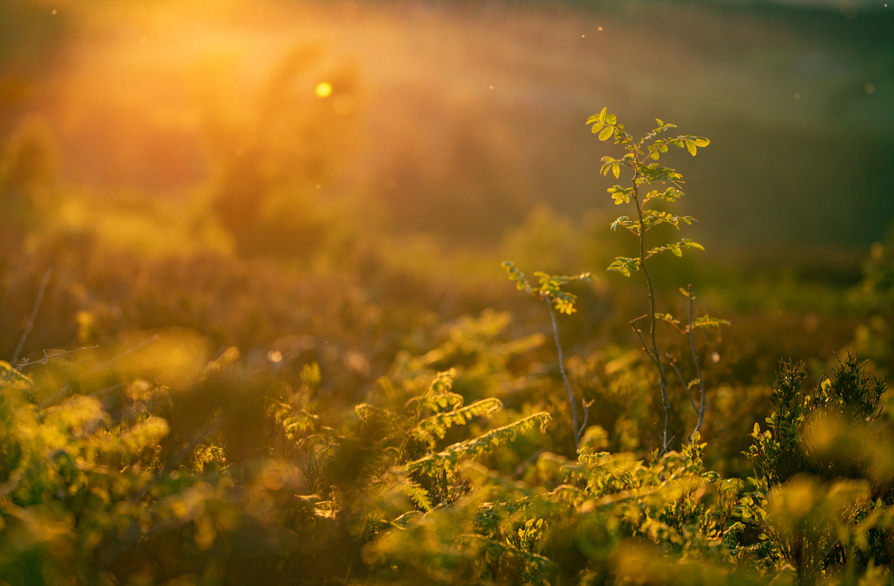 a sunset in the background. nature flower fog autumn sun plant