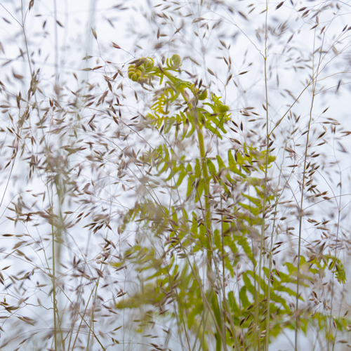 Grasses and Ferns: A tranquil close-up of delicate grasses and ferns in North Yorkshire. Wispy grass seed heads form an intricate, lace-like pattern against a soft, pale sky, while the unfurling fern fronds add a touch of verdant green to the scene.